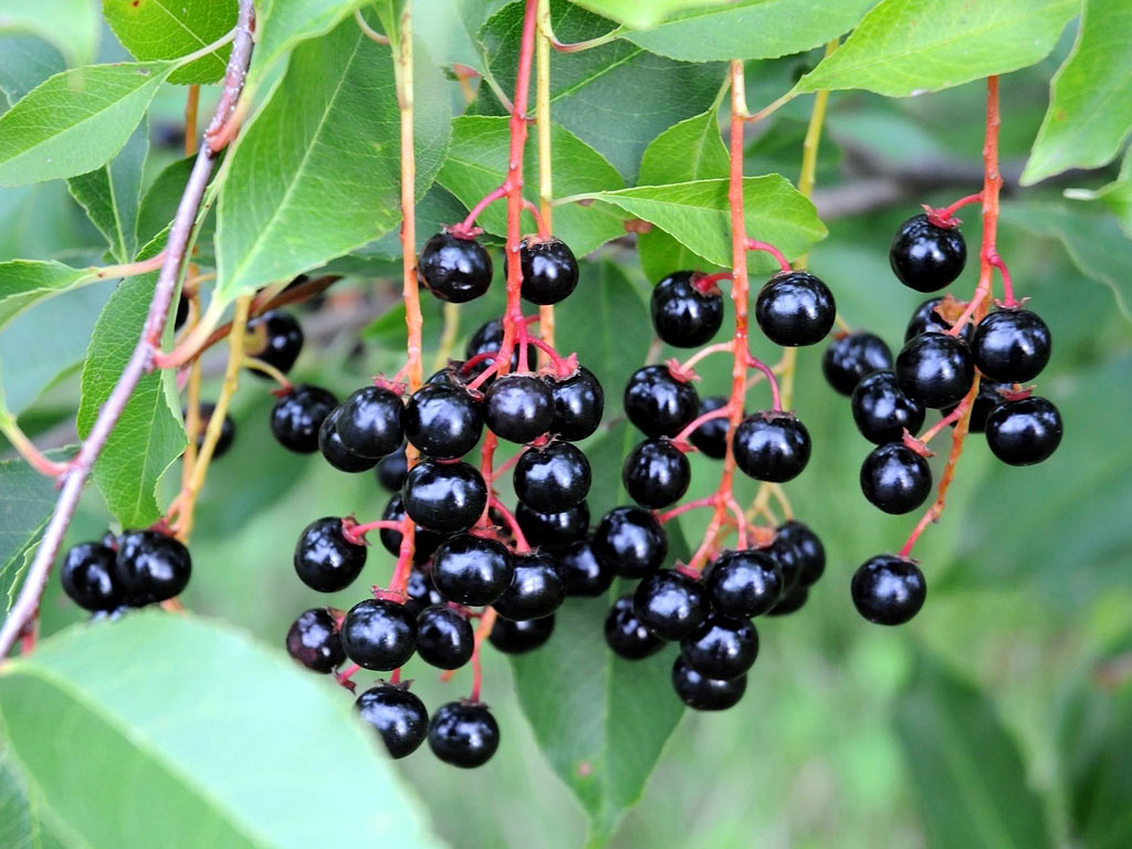 Черемуха обыкновенная (Prunus padus)