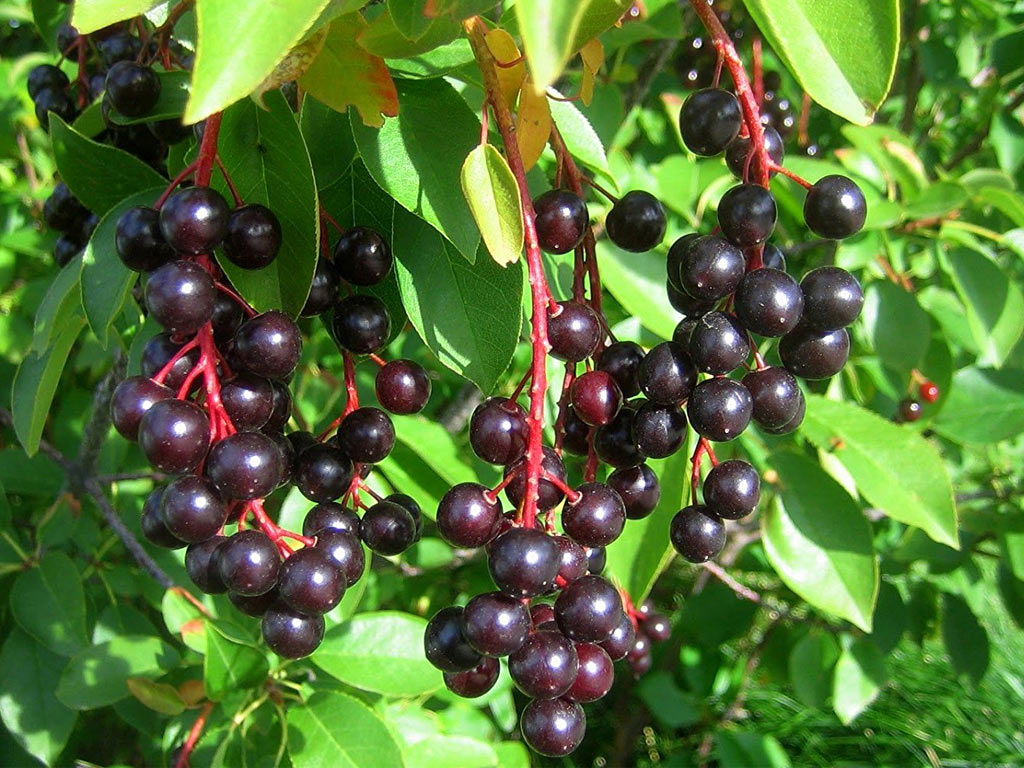 Черемуха Виргинская (Prunus virginiana)