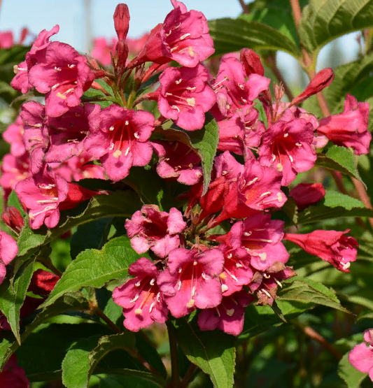 Вейгела Бристоль Руби(Weigela Bristol Ruby)