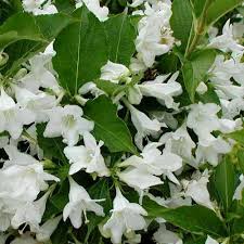 Вейгела Кандида(Weigela Florida Candida)