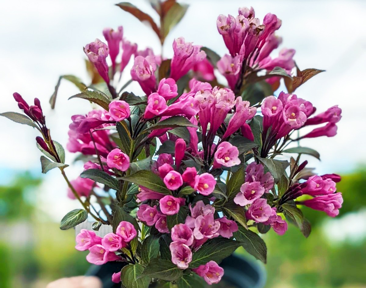 Вейгела цветущая Виктория(Weigela Victoria)