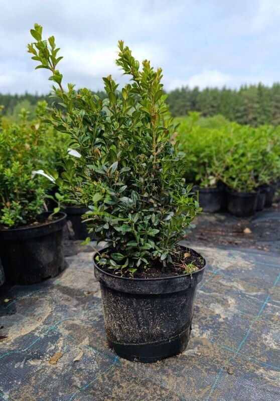 Самшит вечнозеленый(Buxus)