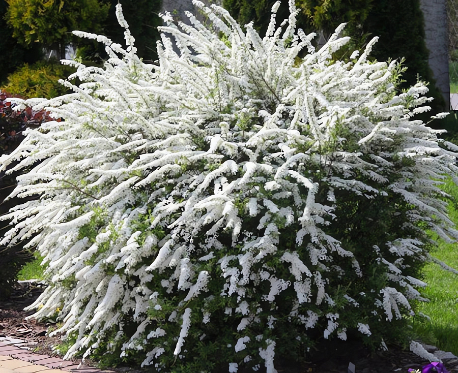 Спирея Белая Невеста(Вангутта)