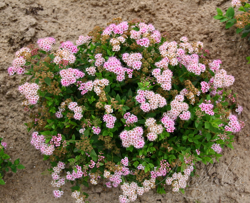 Спирея японская Литл Принцесс (Spirea japonica Littlr Princess)