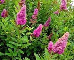 Спирея Дугласа(Spiraea Douglasii)