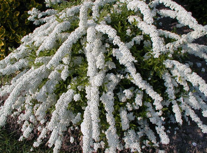 Спирея Аргута(Spiraea Arguta)