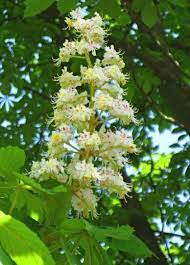 Каштан конский Пирамидалис(Aesculus hippocastanum Pyramidalis)