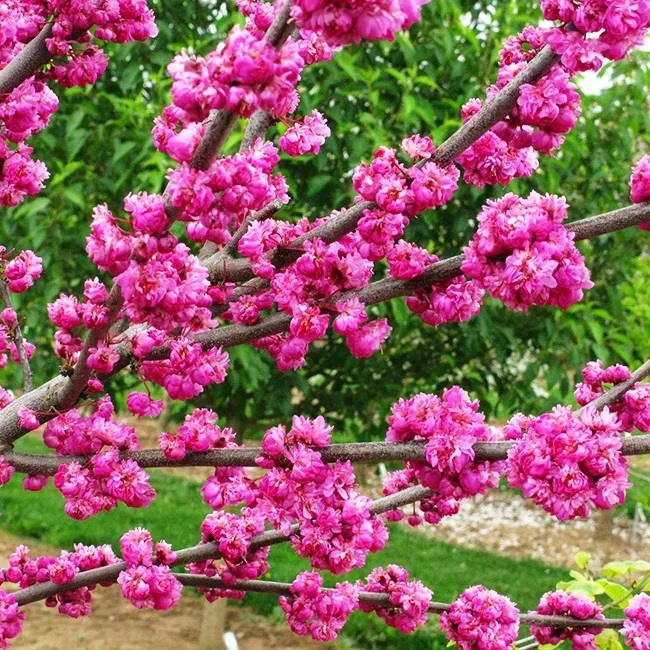 Церцис Канадский Пинк Пом Помс(Cercis Canadensis Pink Pom Pom)