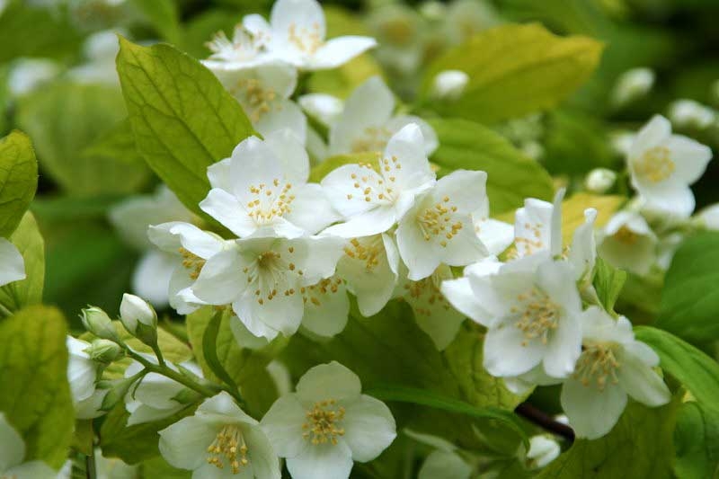 Чубушник(Жасмин) венечный Ауреа((Philadelphus coronarius Aureus))