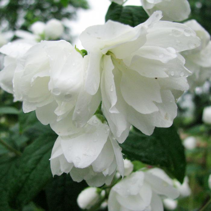 Чубушник(Жасмин) Сноубель(Philadelph us Snowbelle)