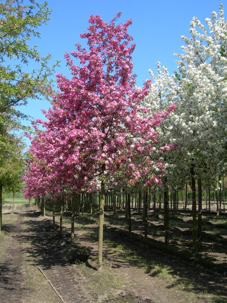 Яблоня Рудольф(Malus Rudolph)