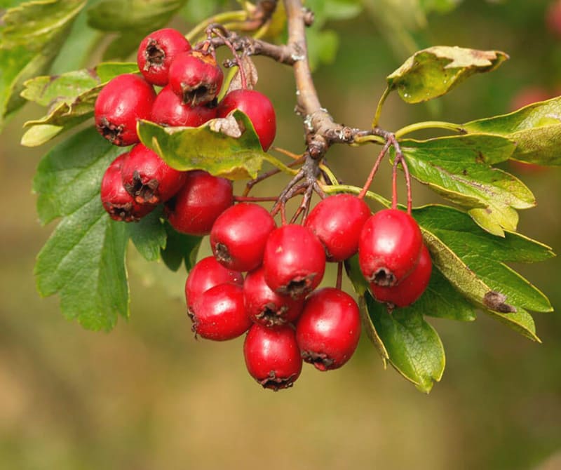 Боярышник обыкновенный (колючий-Сглаженный-Crataegus laevigata)