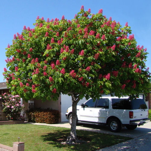 Каштан конский мясо-красный Бриоти(Aesculus carnea Briotii)